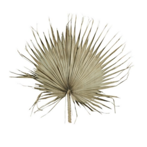 Feuille de Palmier XXL